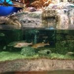 Bass Pro Shops Fish Aquariums
