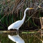 Henderson Bird Viewing Preserve