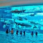 The Tank Pool at Golden Nugget Las Vegas