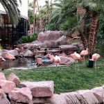 Wildlife Habitat Flamingo Hotel Las Vegas