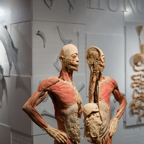 REAL BODIES at Ballys Las Vegas Discount Tickets Coupon