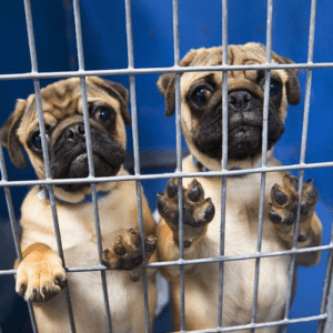 las vegas pet adoptions