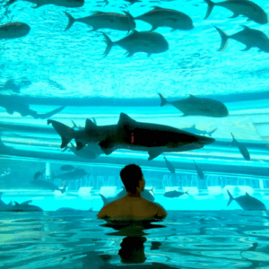 shark tank at golden nugget
