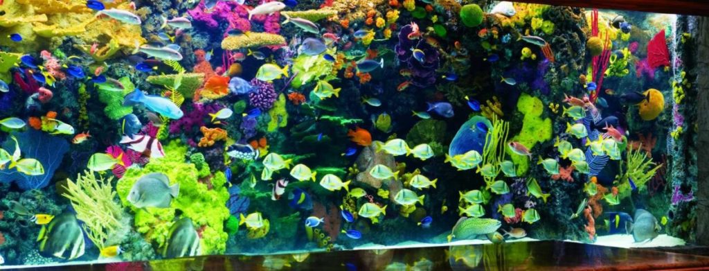 mirage-aquarium-front-desk