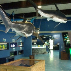 Las Vegas Natural History Museum