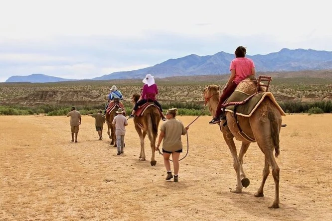 People ride camels in the desert at Camel Safari Zoo Las Vegas