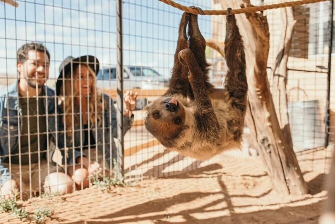 People look at a 2-toed sloth at the Camel Safari Zoo Las Vegas
