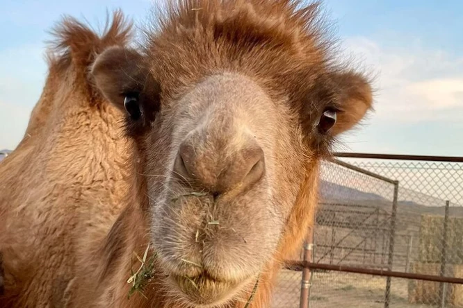 This is a Camel at the Camel Safari Ride Tour in Las Vegas
