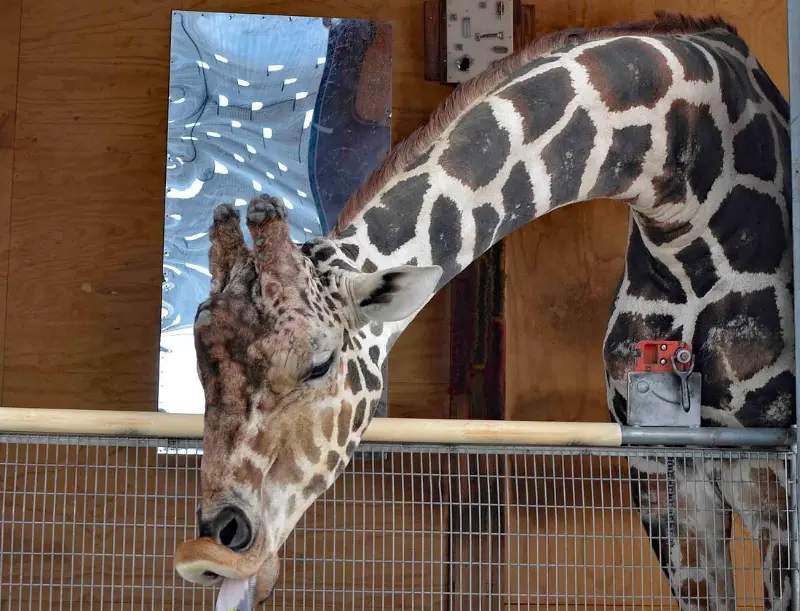This is a picture of Ozzie the Giraffe at the Lion Habitat Ranch near Las Vegas. He is leaning outstretched neck to get some food from his trainer.
